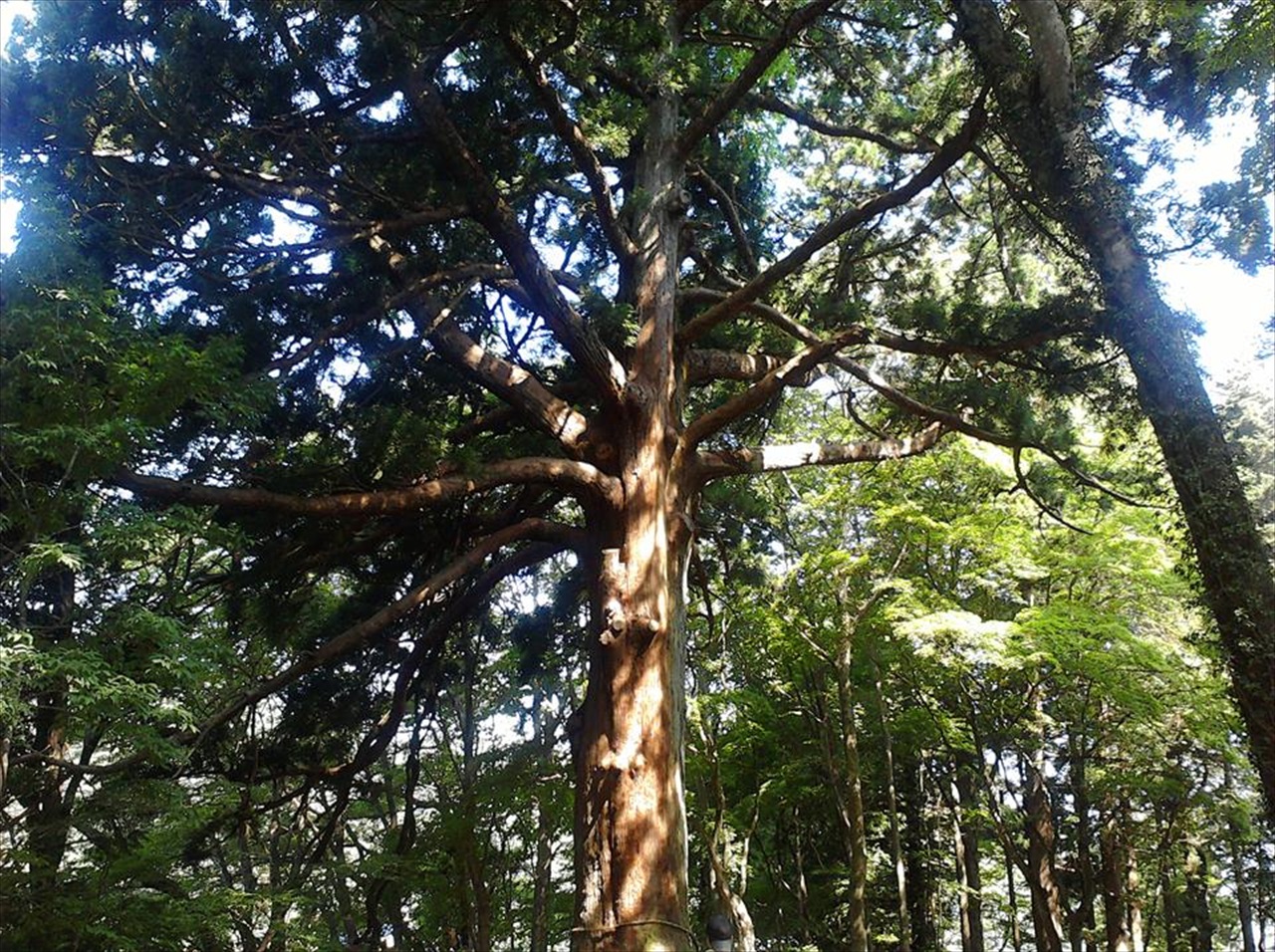 樹齢800年の木（福島白河の関　従二位の杉）