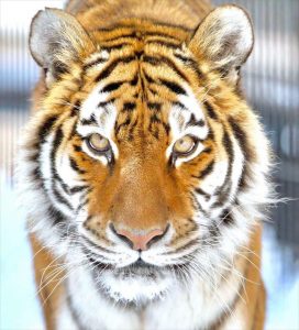 旭山動物園のアムール虎。「苛政は虎よりも猛也」－『礼記』　著者撮影。